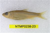 藏品(平頜鱲)的圖片